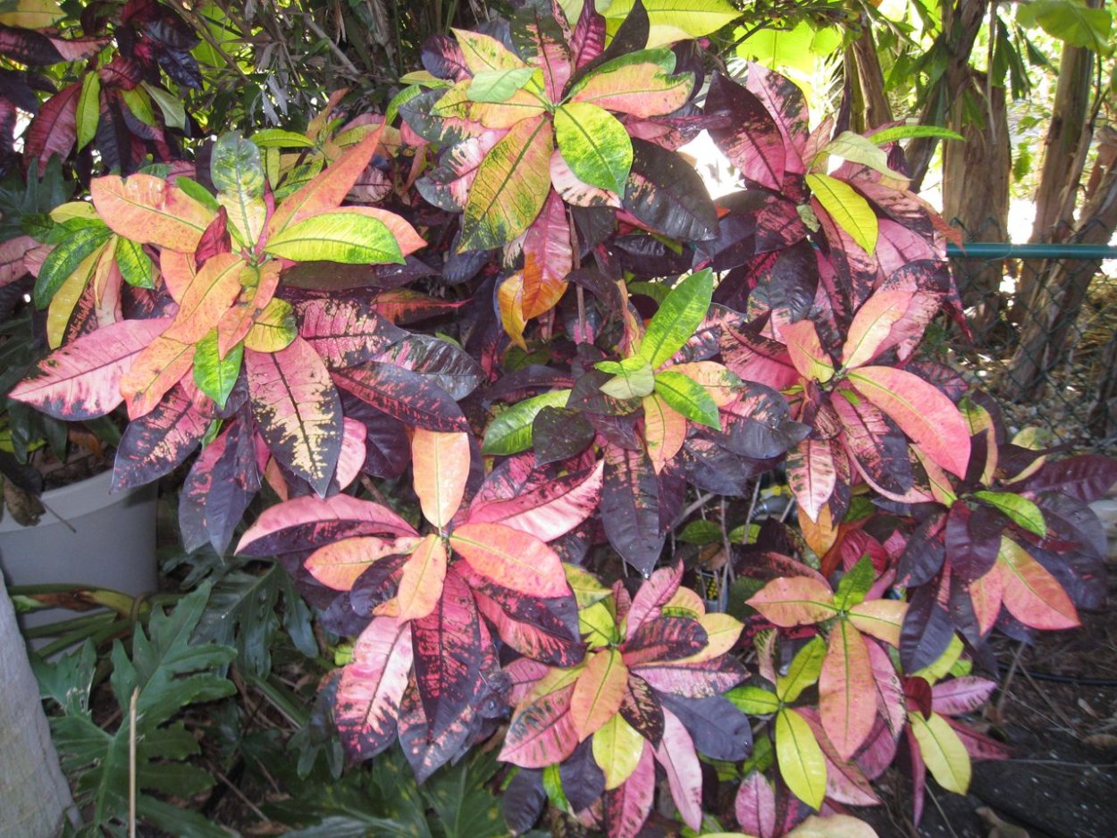 Кротон " Mrs Aceton"