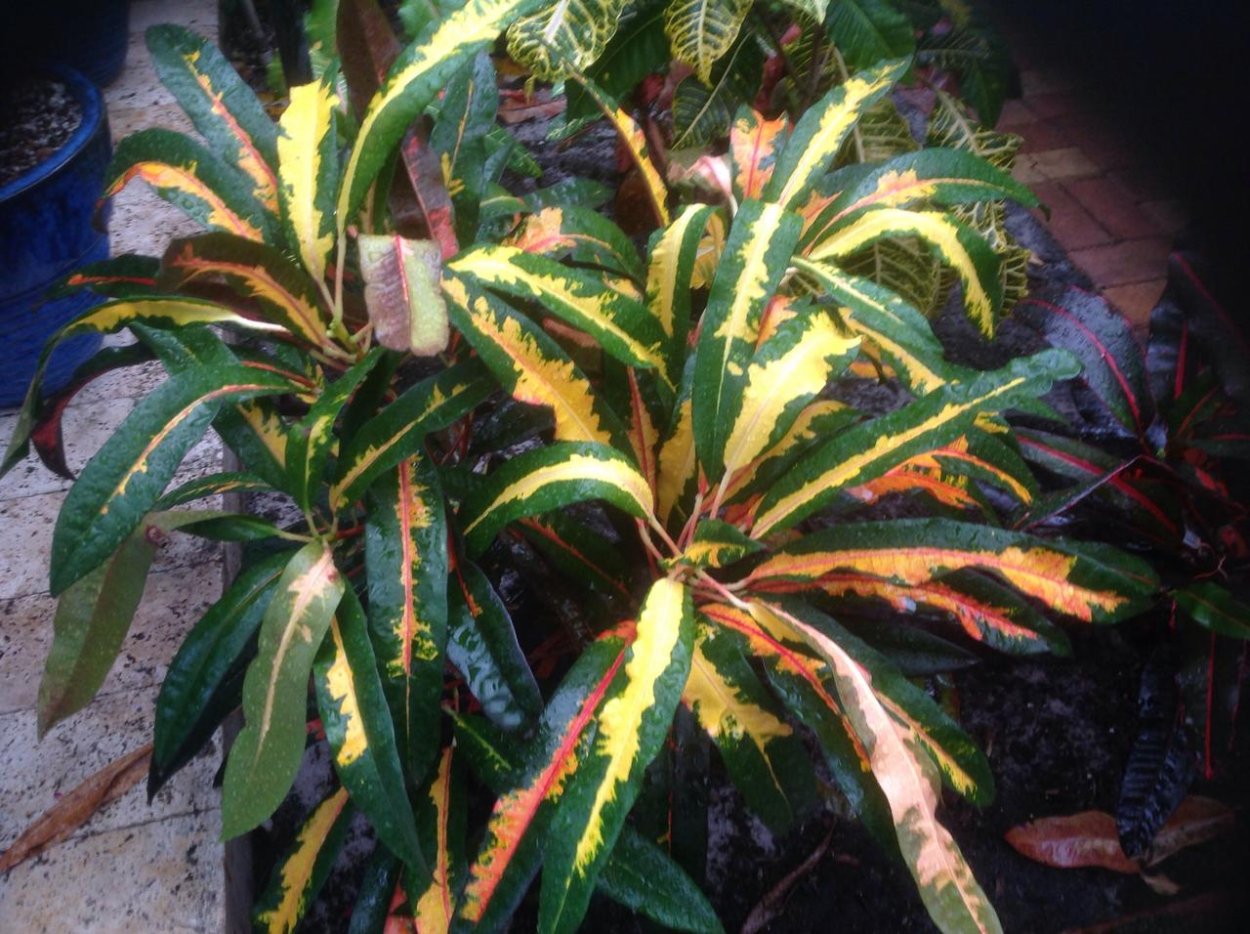 Кротон Бетти Луиза