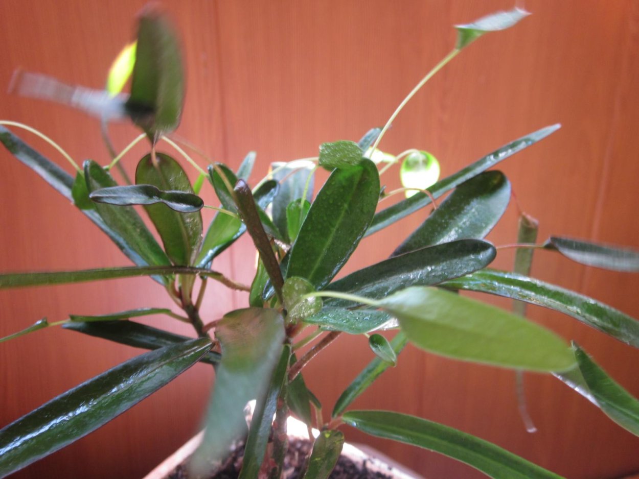 Кротон красный