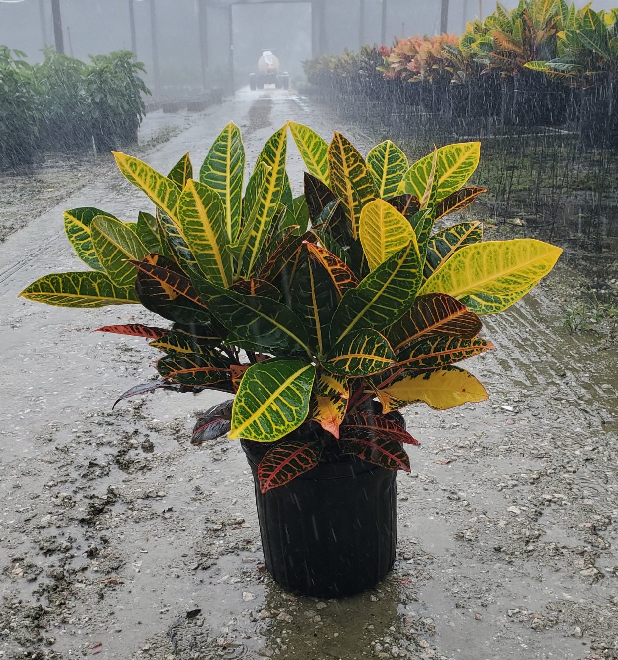 Кодиеум Санни