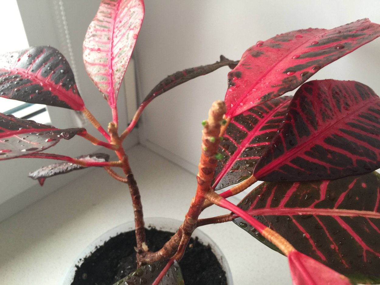 Кротон Orange Jessamine