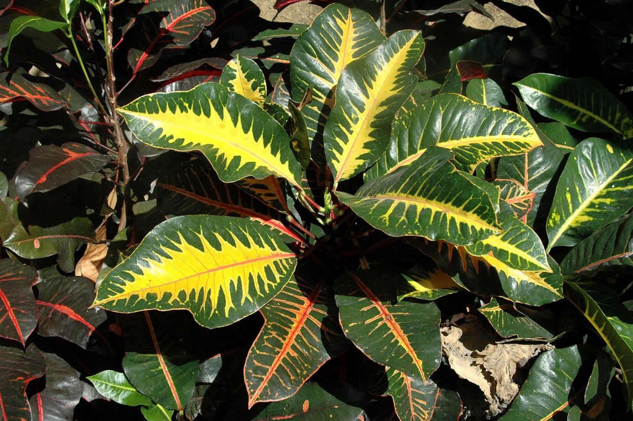 Кодиеум Санни Стар