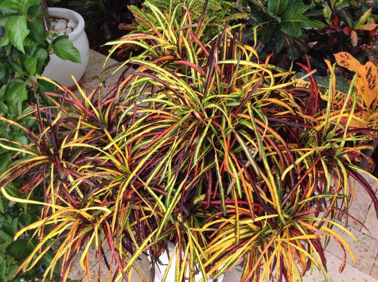 Кротон Голден Белл