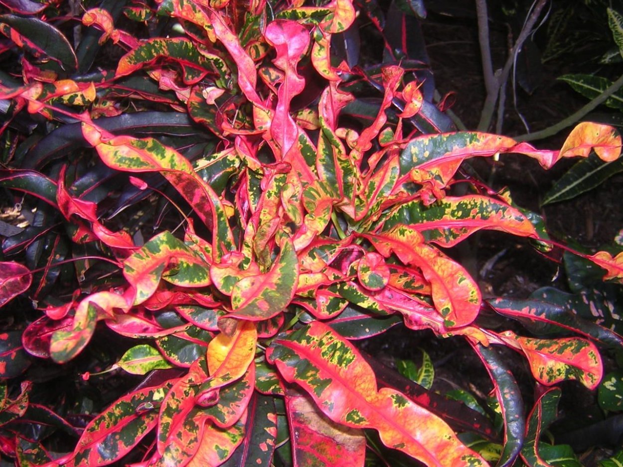 Кодиеум узколистный