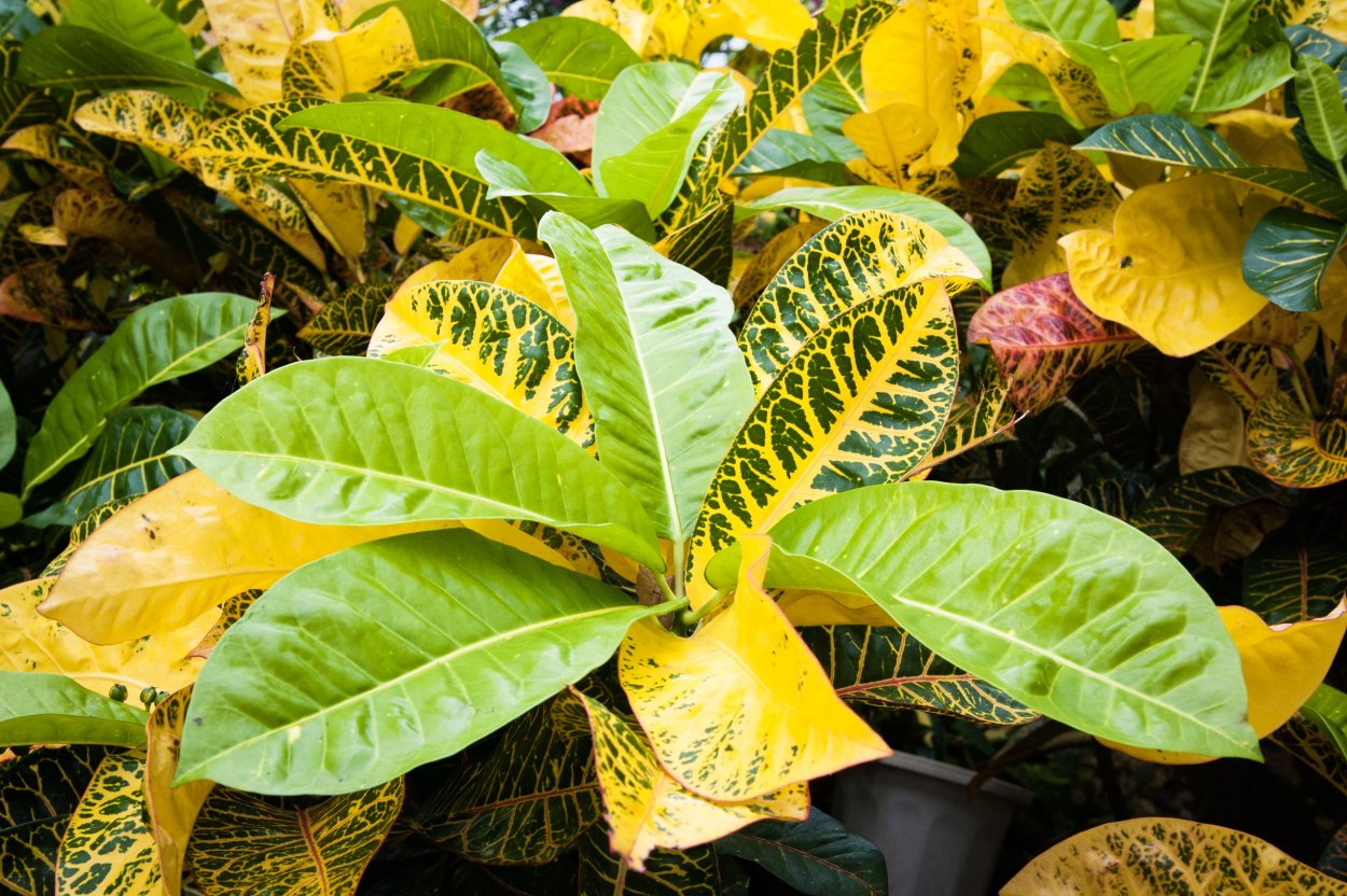 Кротон Пунктатум