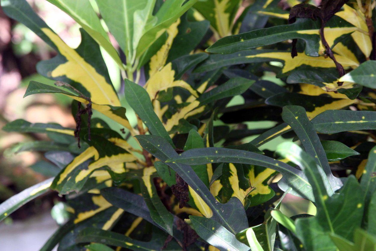 Кротон Голд Мун