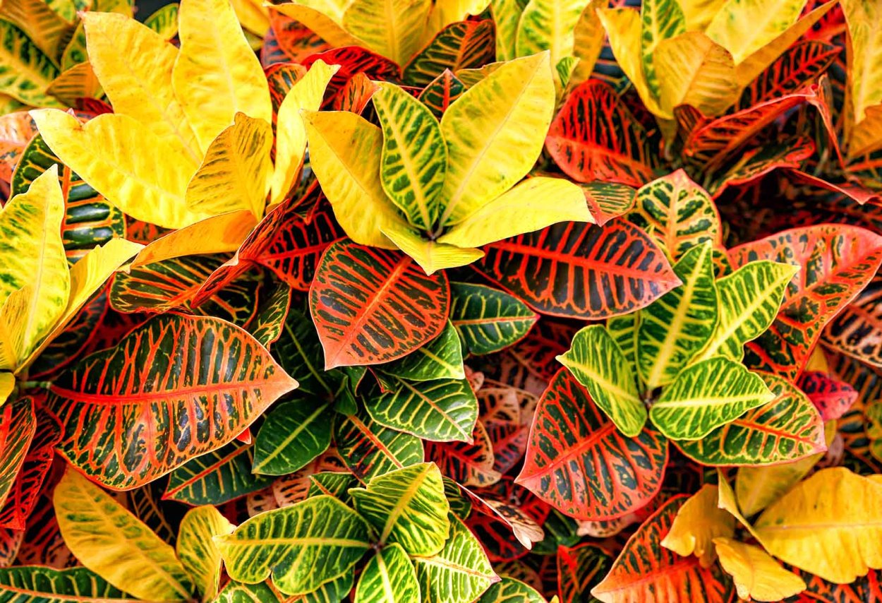 Кротон Кодиеум зеленый с красными прожилками