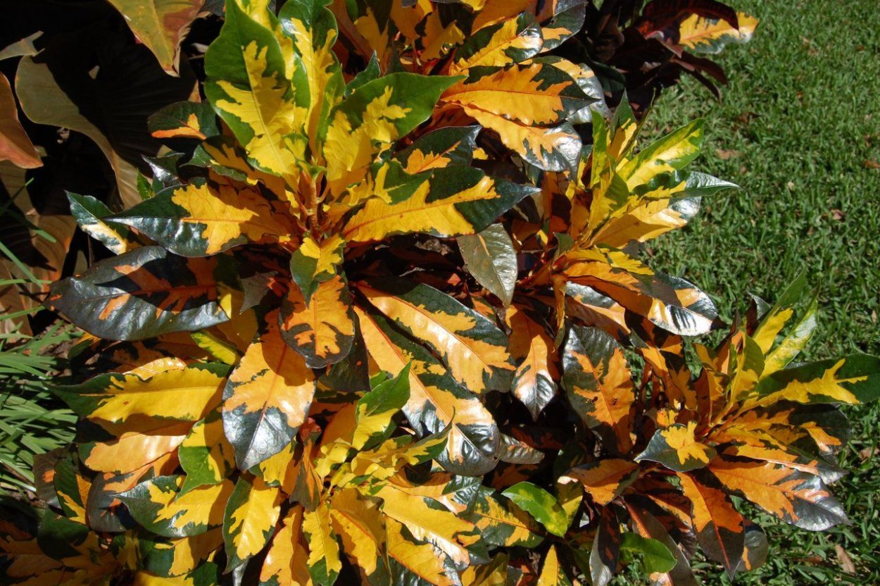 Кротон древовидный