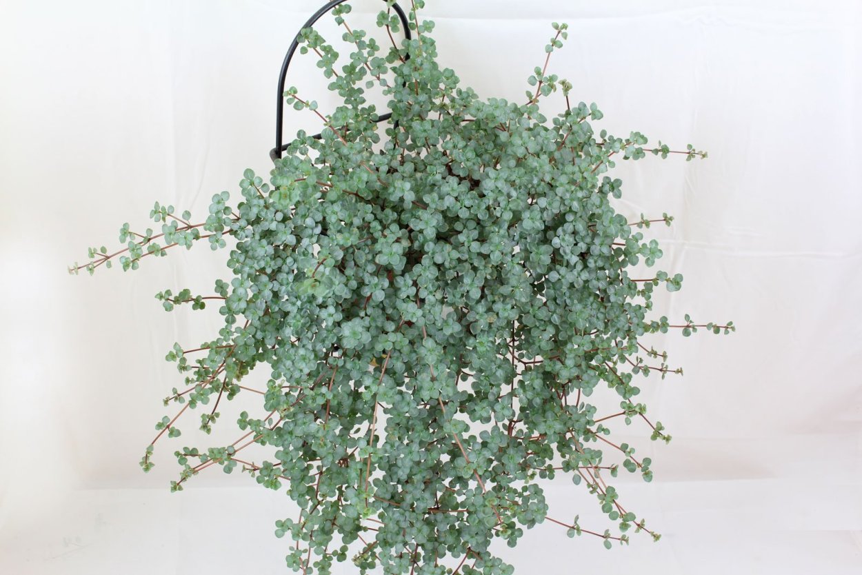 Пилея Глаукофилла