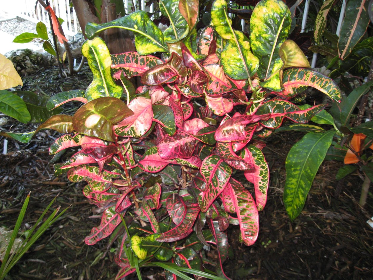 Кротон Пиктум спот узколистный