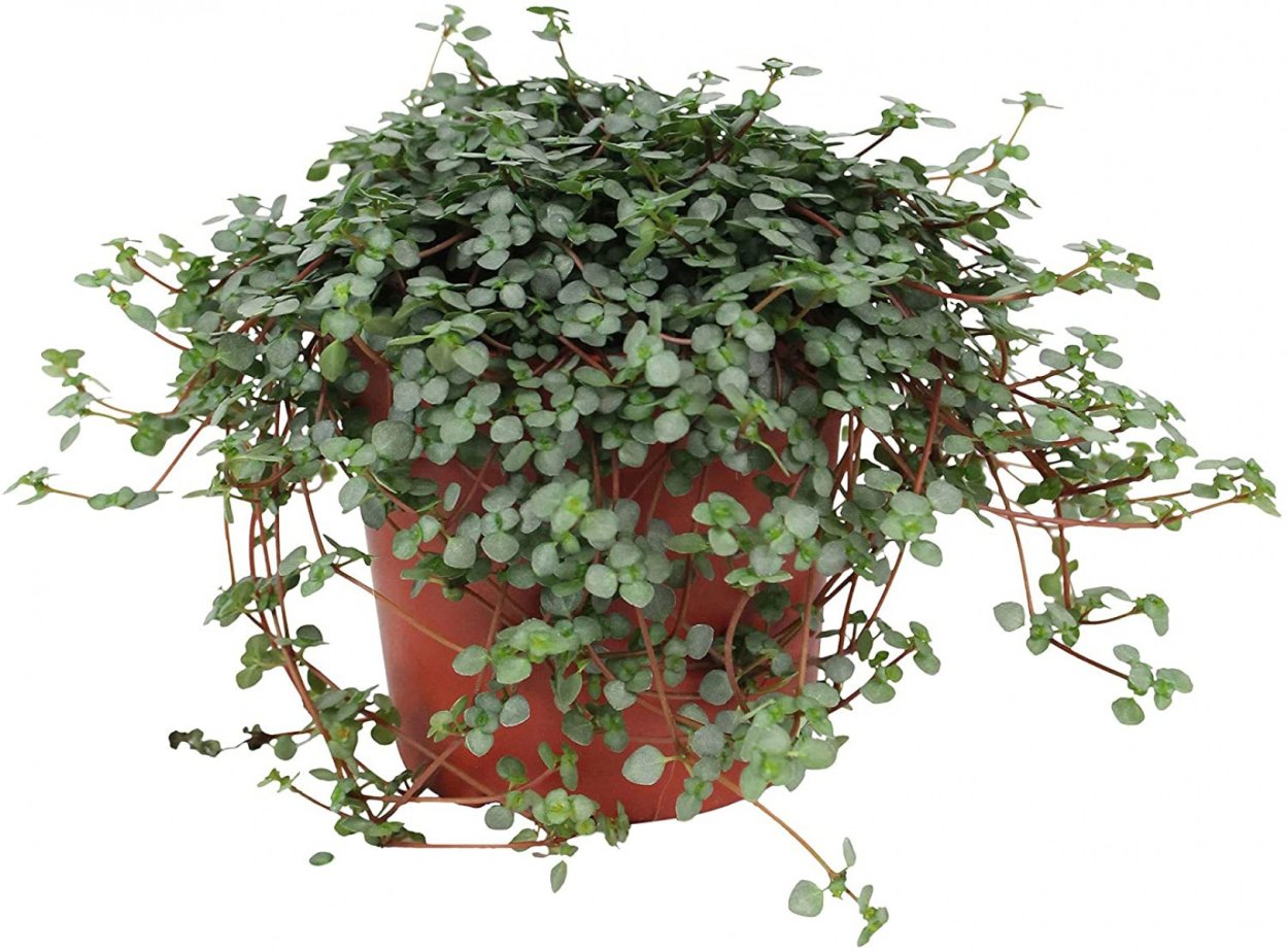 Пилея ампельная