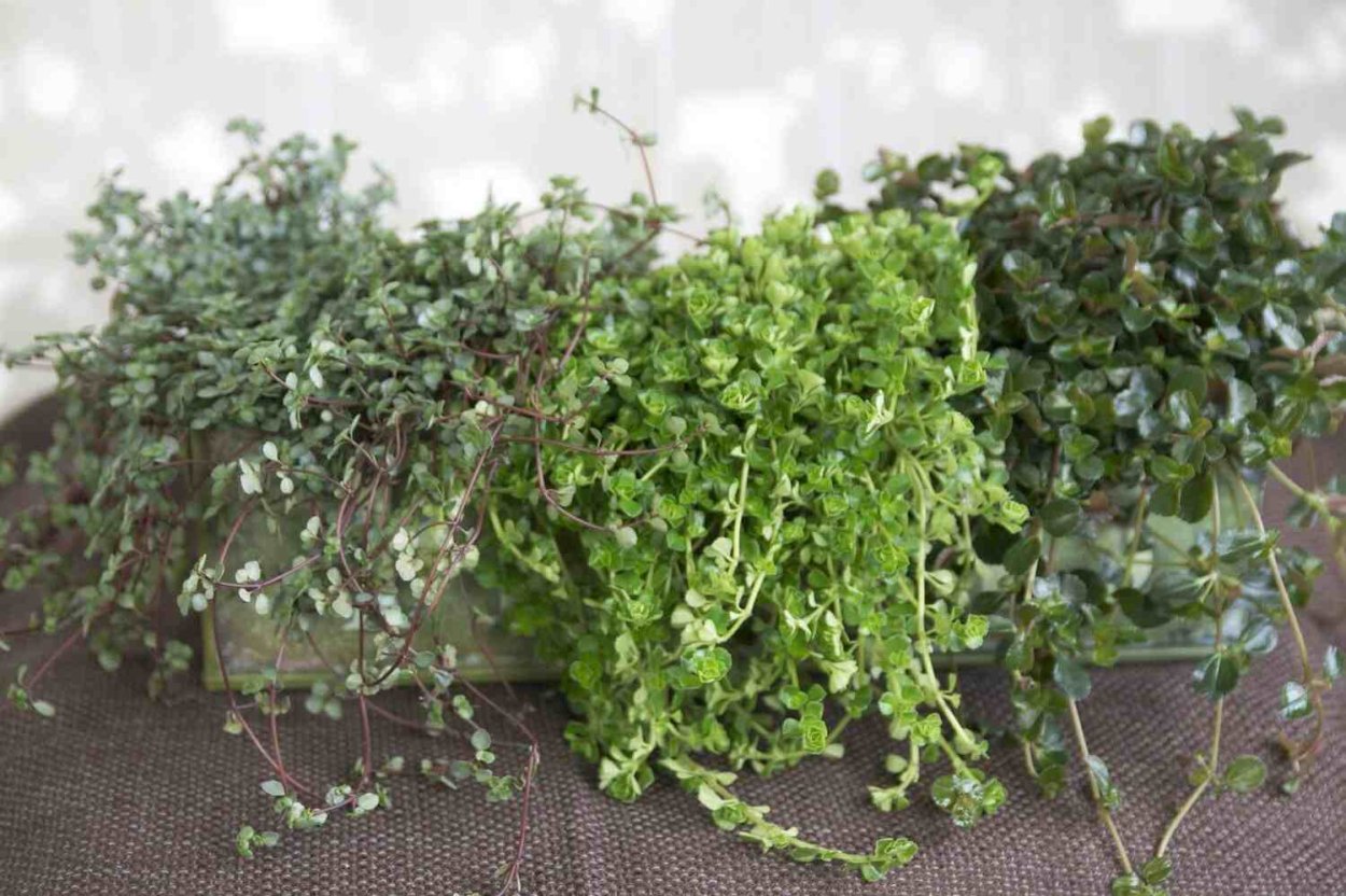 Цветы свисающие с потолка