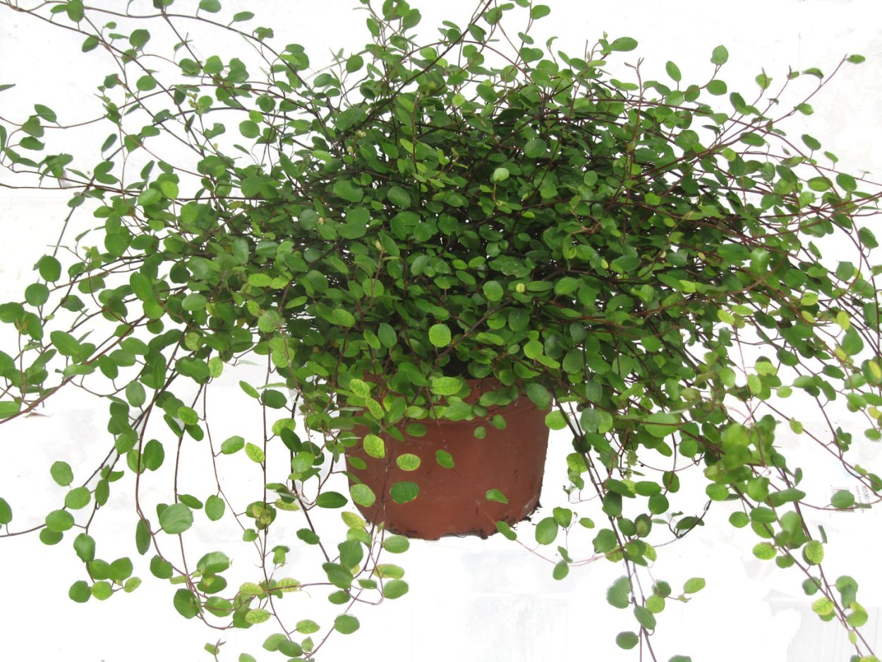 Пеперомия Изабелла ампельная