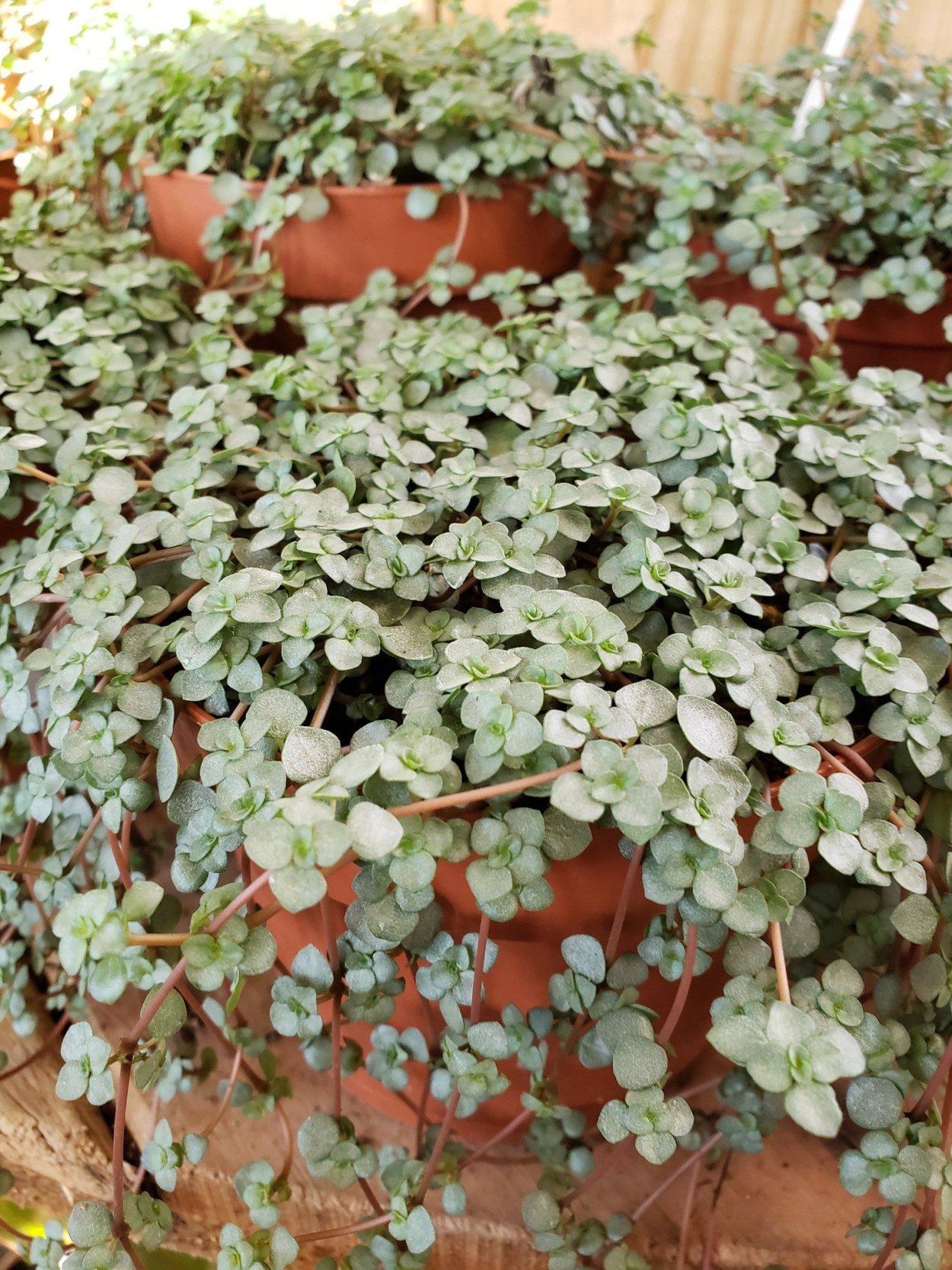 Пилея Норфолк