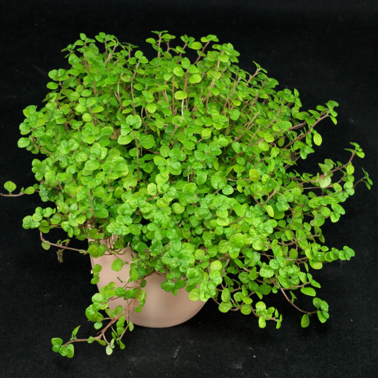 Гелксина солейролия