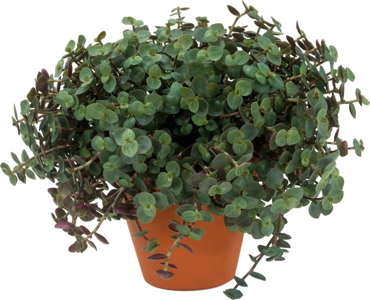 Лиана дихондра