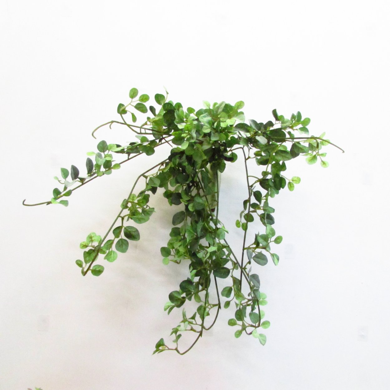 Пеперомия ампельная