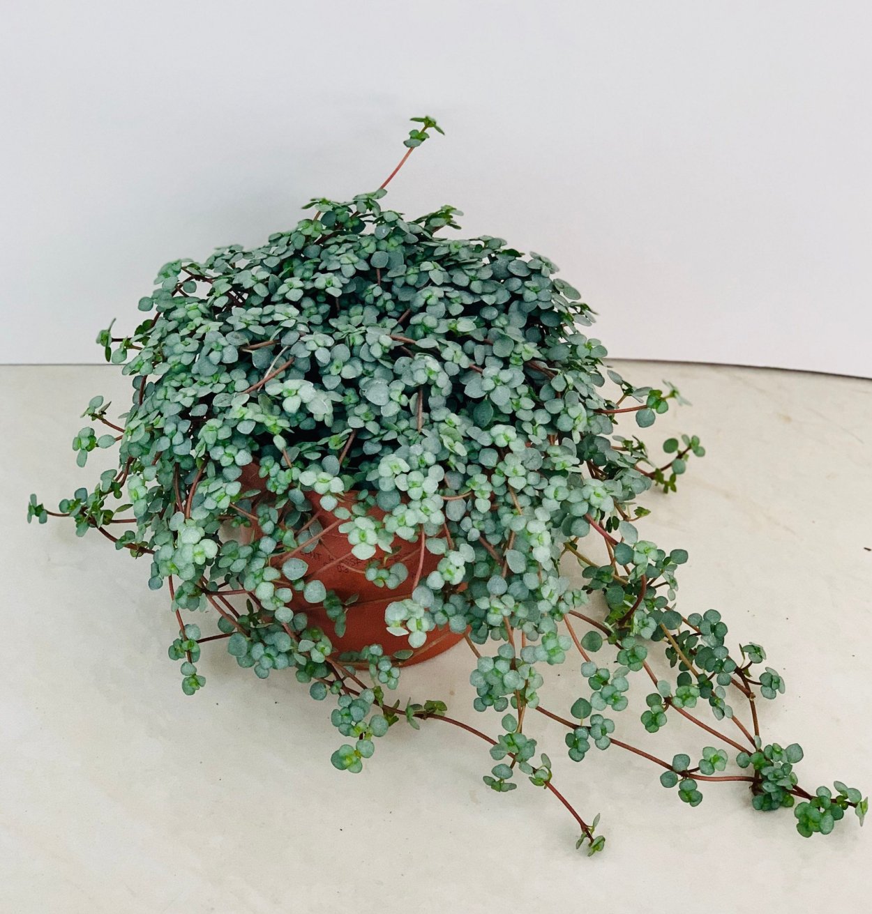 Цветок Бакопа ампельная