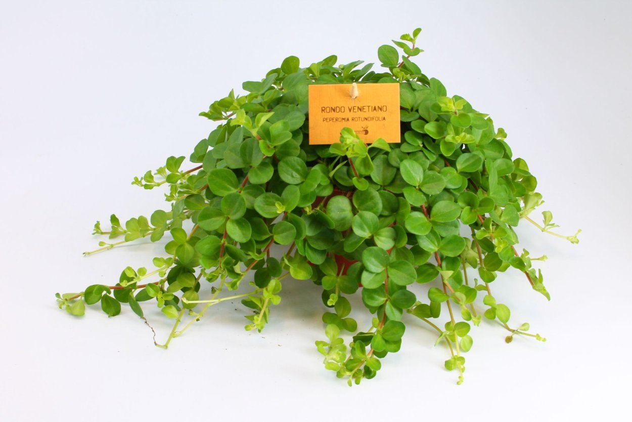 Пилея ампельная