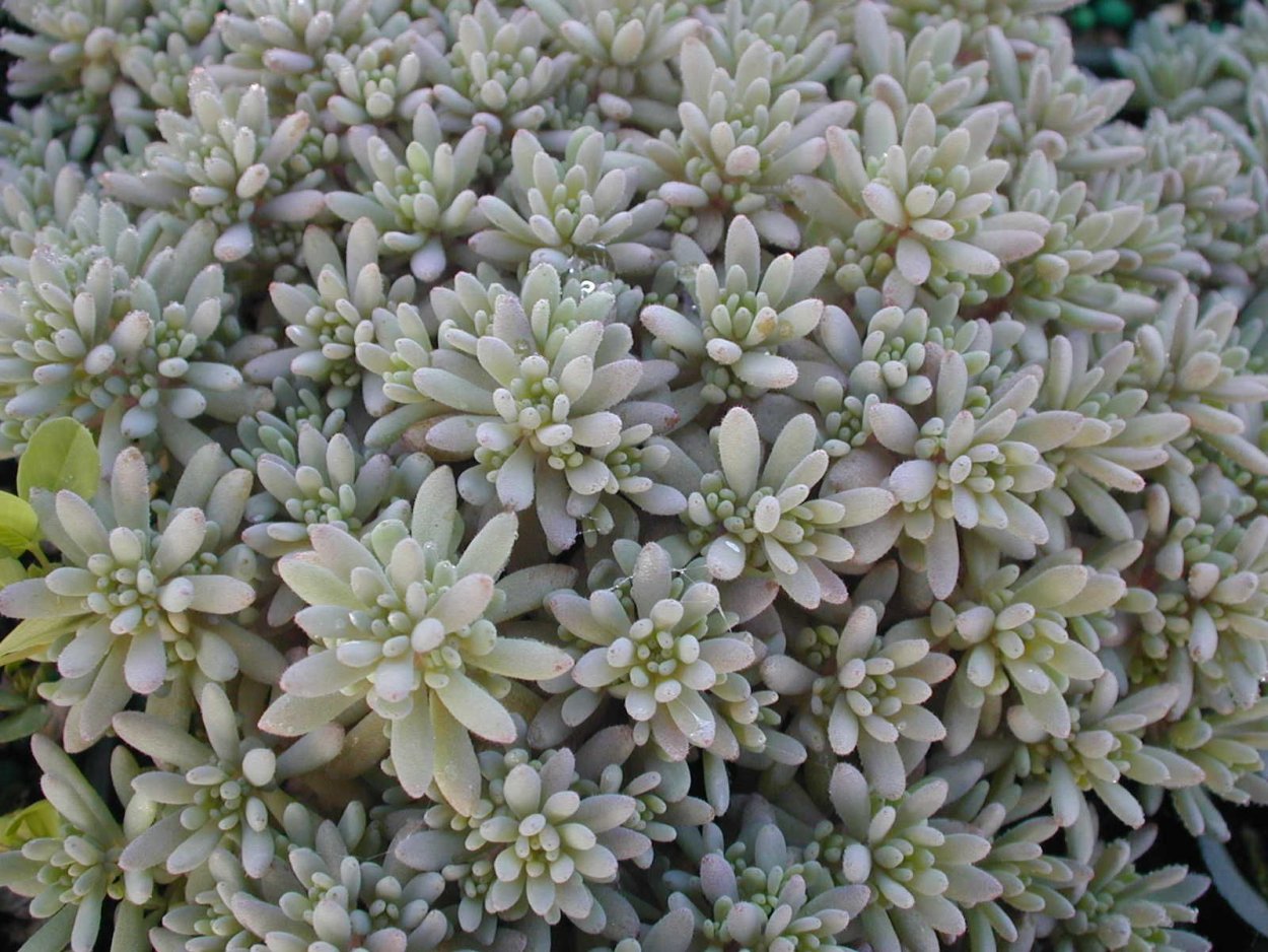 Растение Sedum hispanicum