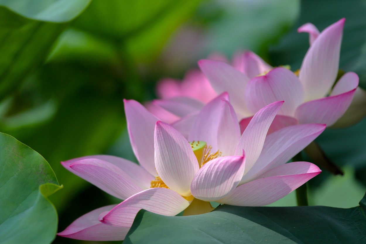 Прекрасный цветок лотоса