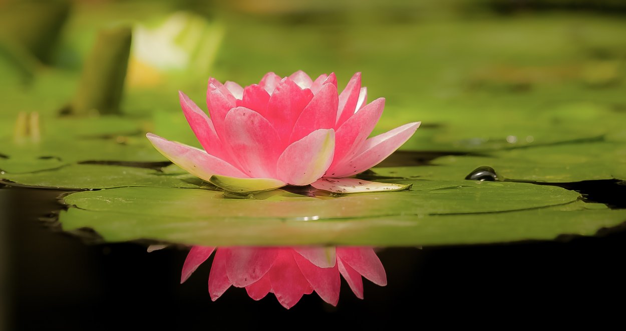 Лотос цветок