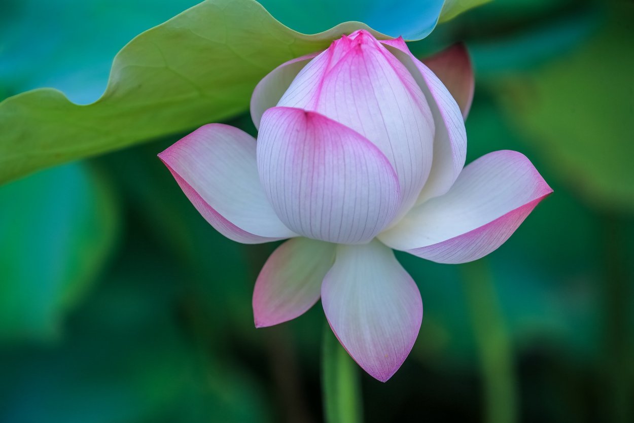 Опаловый Лотос