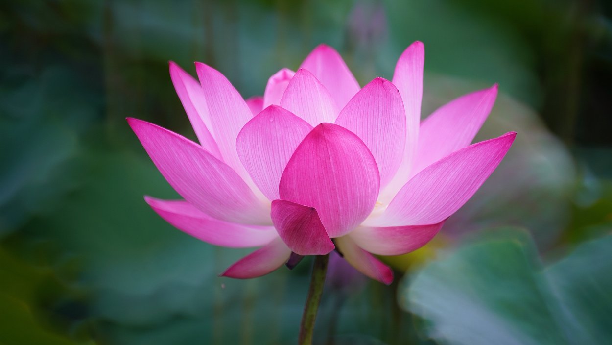 Лотус растение