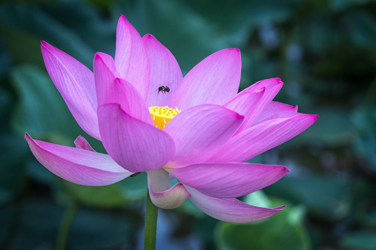 Многоцветный Лотос