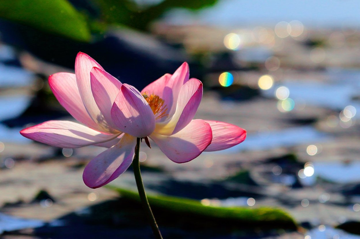 Цветок лотоса Геншин