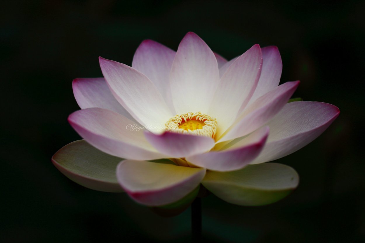 Лотосовая Лилия