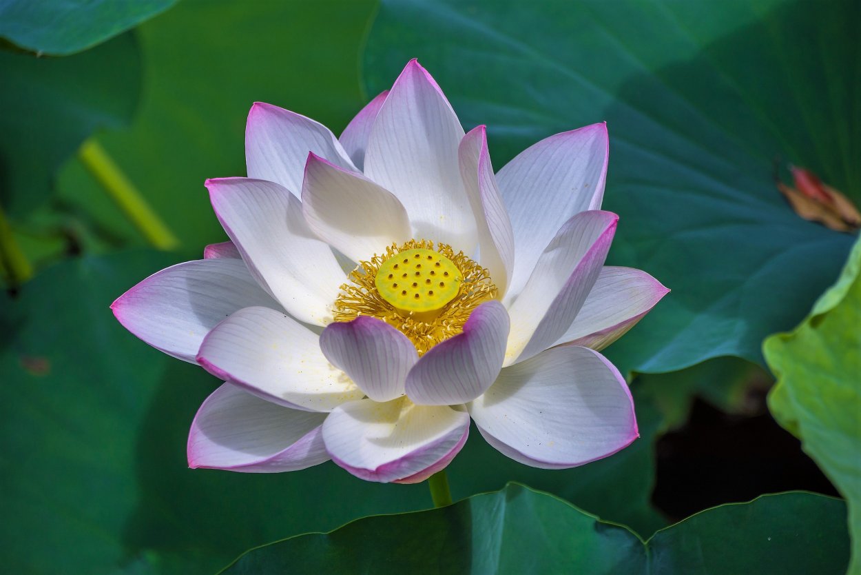 Лотус растение