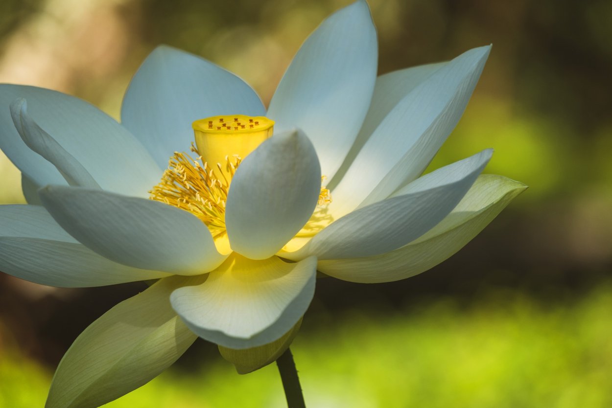 Nymphaea Lotus букет