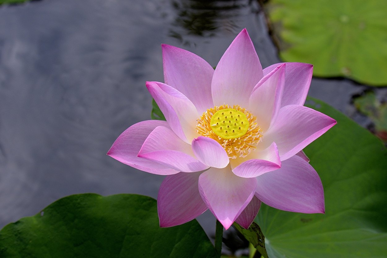 Опаловый Лотос