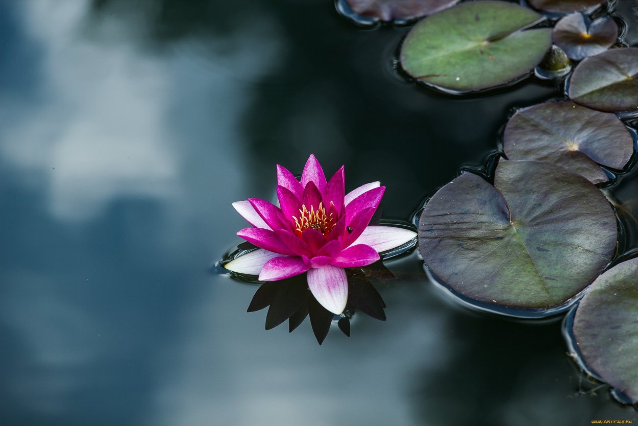 Лотос орехоносный зеленый