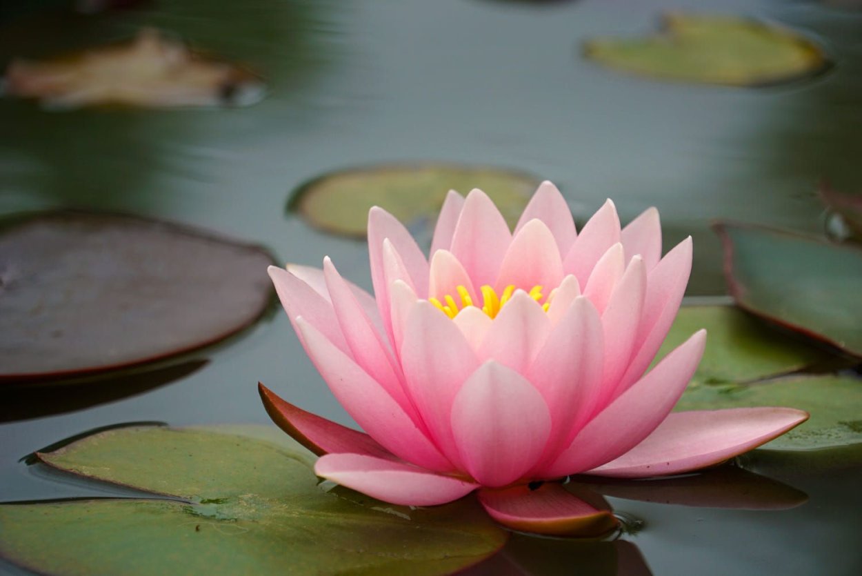 Оделия Лотос