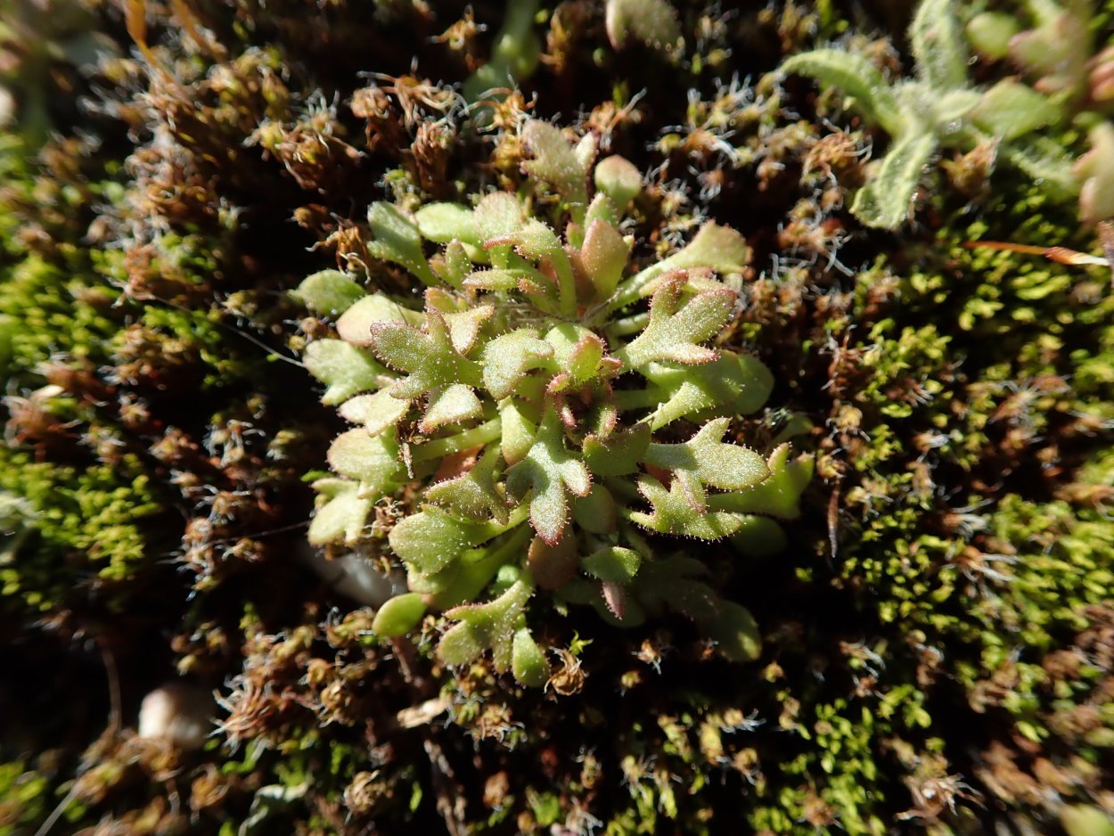 Камнеломка можжевельниколистная