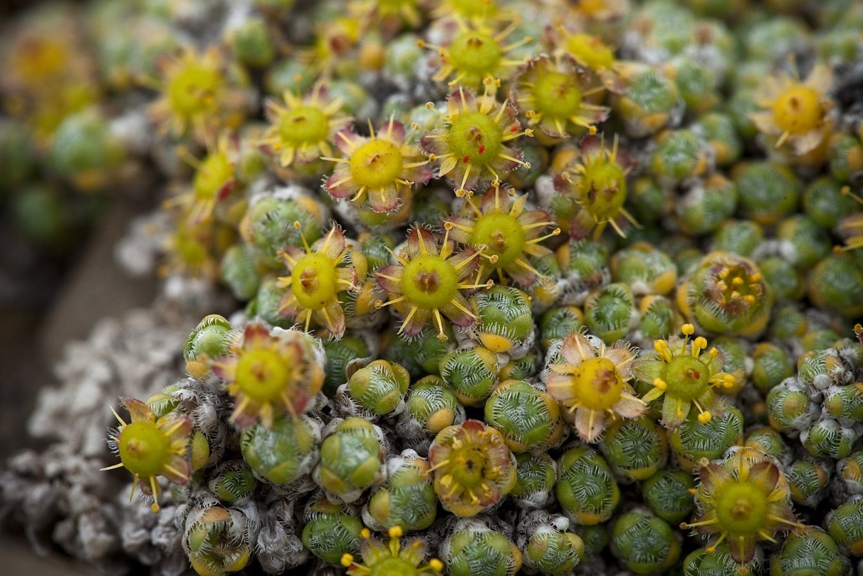 Камнеломка вечнозелёная