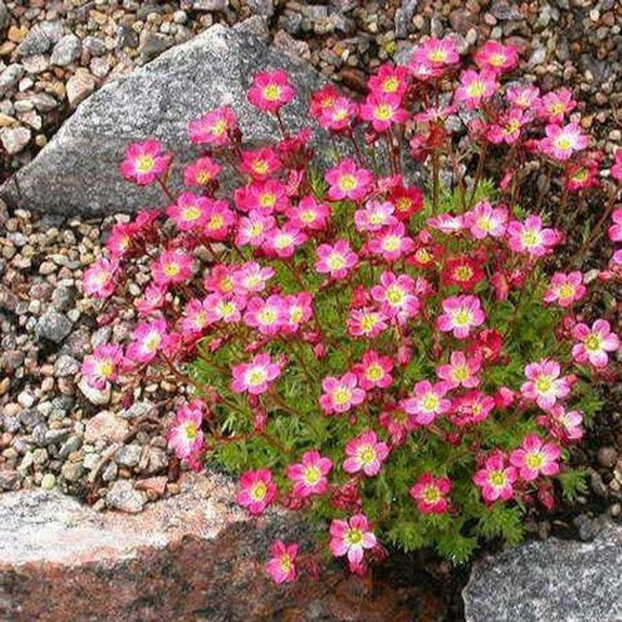 Камнеломка Тумберг