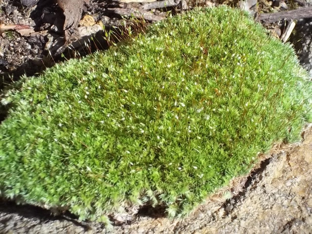Седум мох почвопокровные