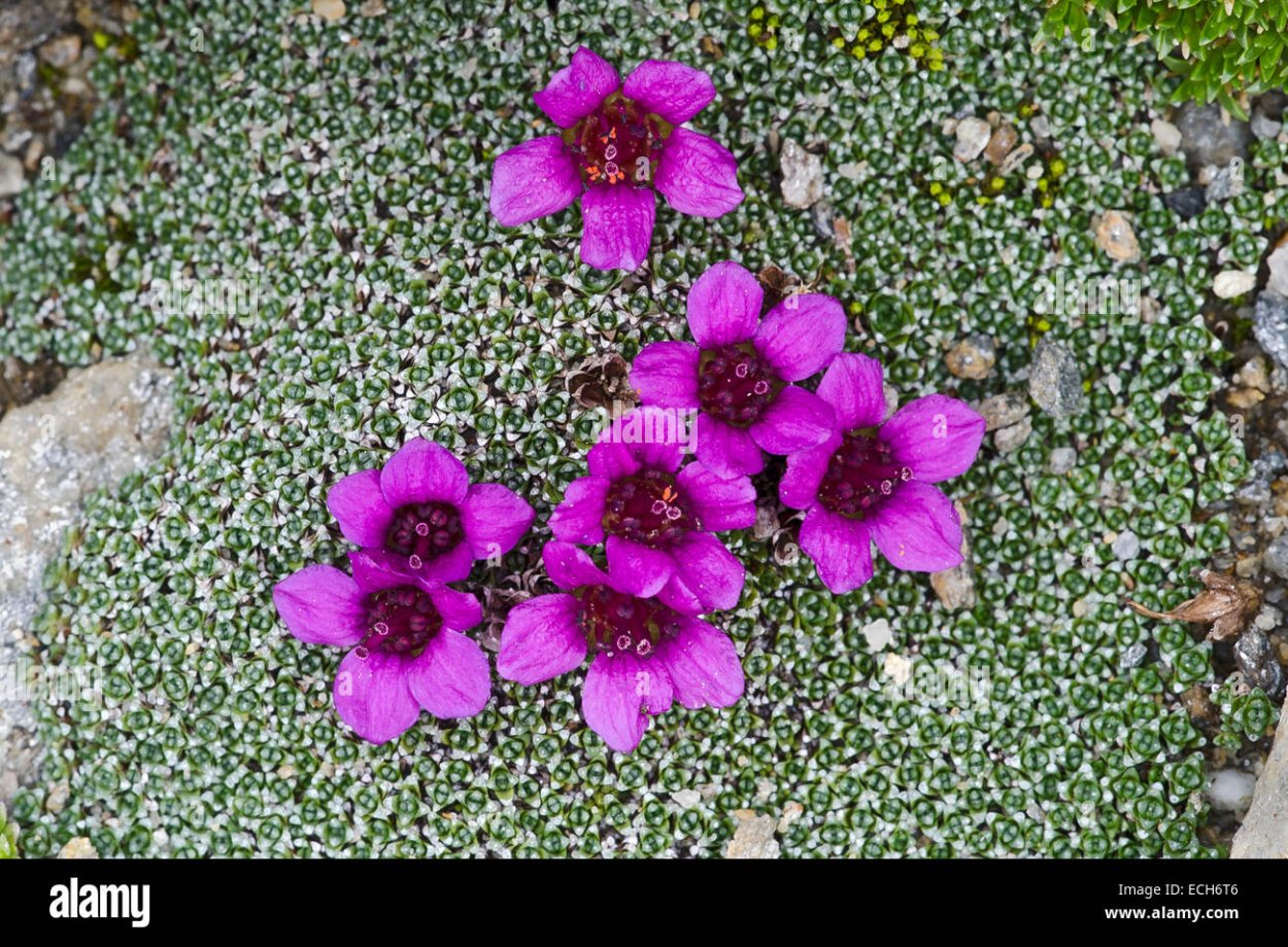 Камнеломка Арендса