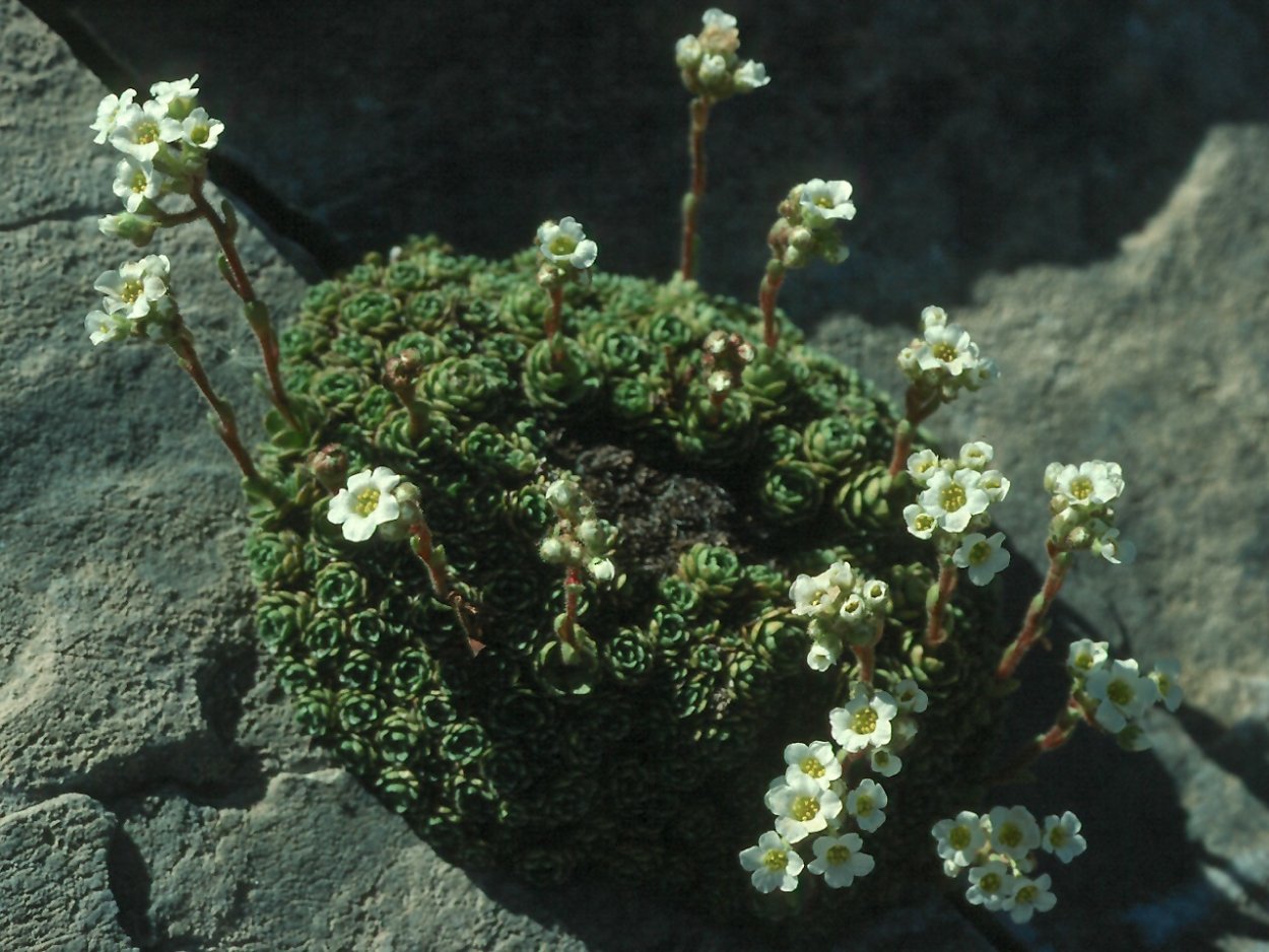 Камнеломка Арендса Флорал карпет