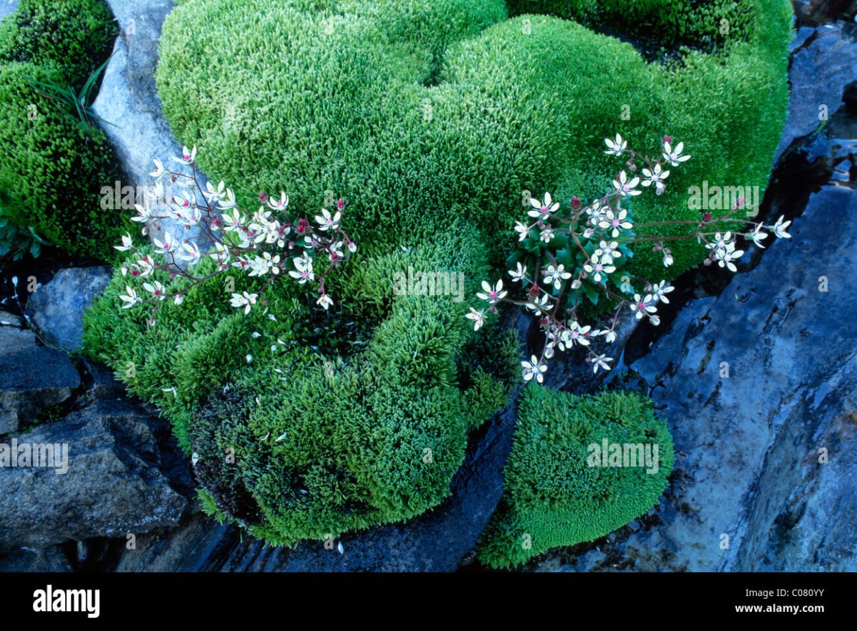 Камнеломка мускусная