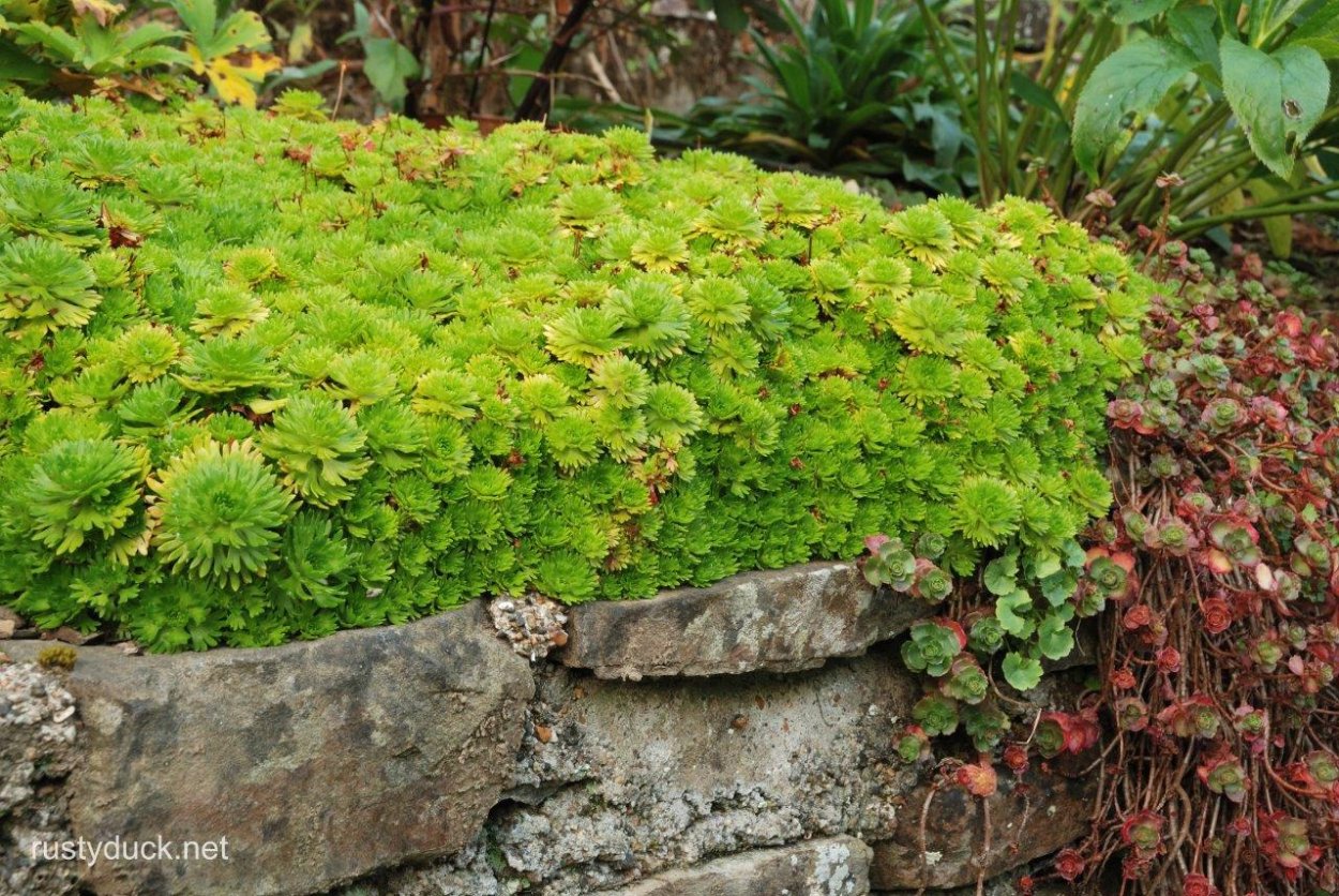 Saxifraga juniperifolia