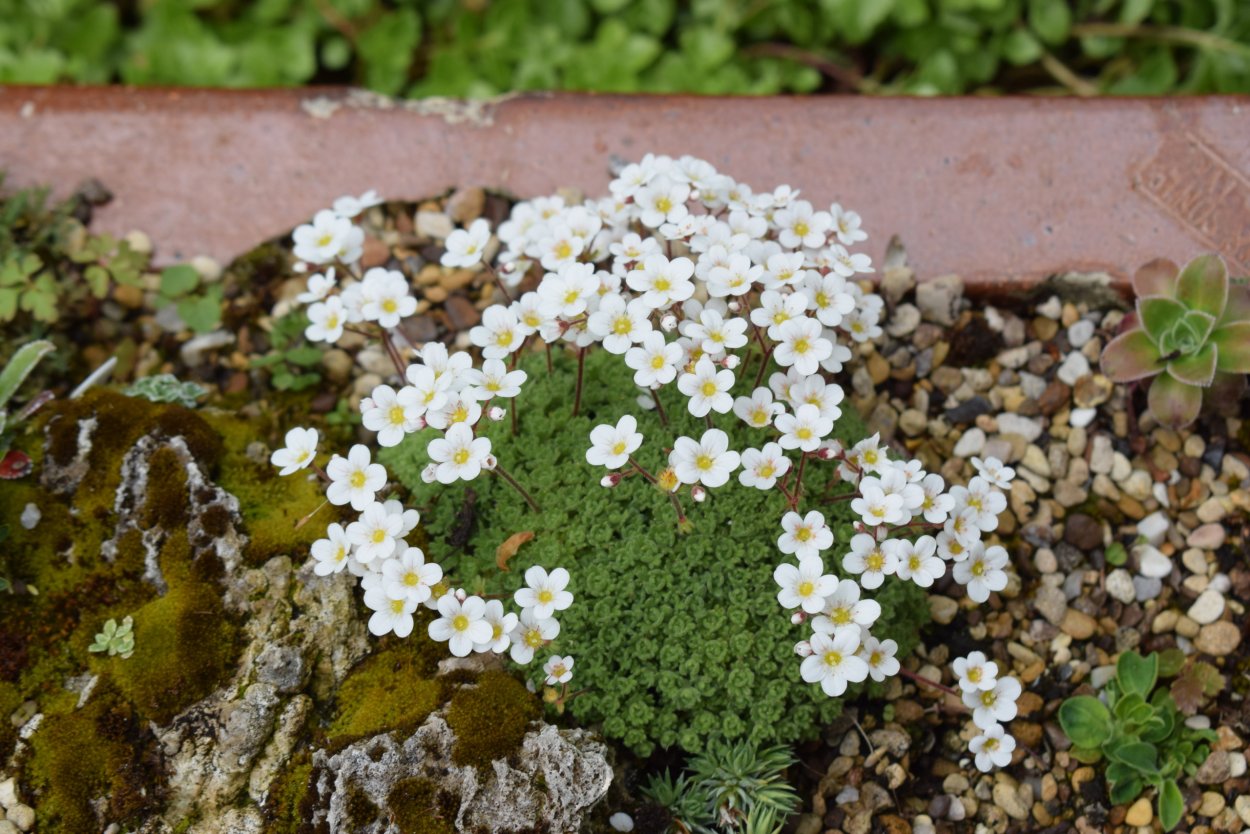 Коралловый мох купить