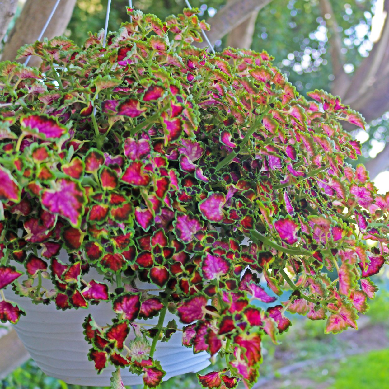 Колеус ампельный great Falls