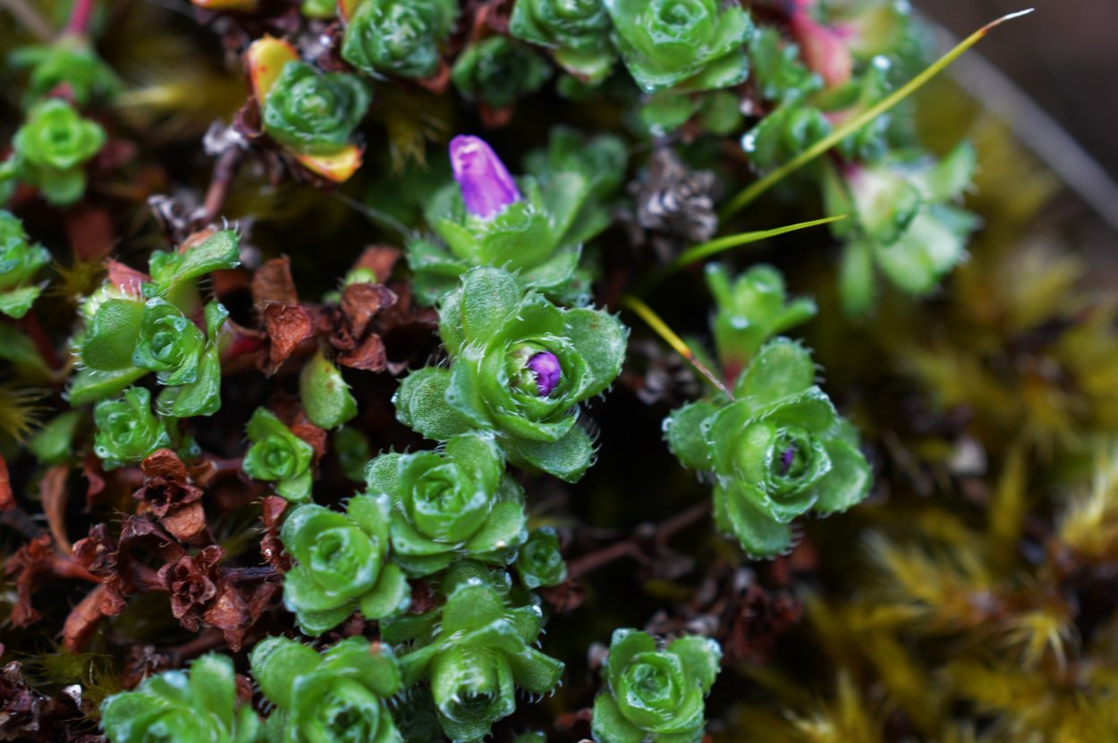 Мох саксифрага