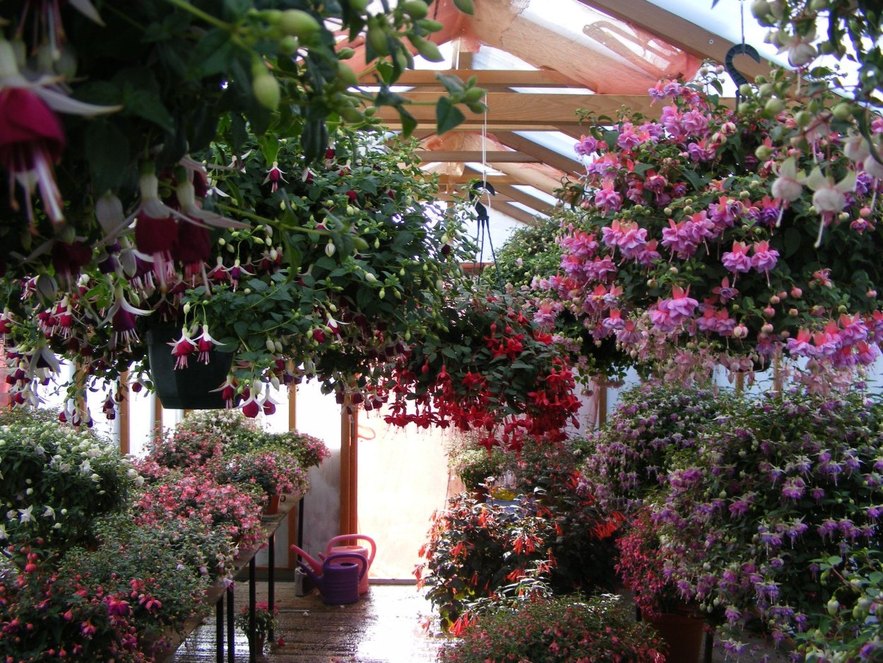 Фуксия в саду