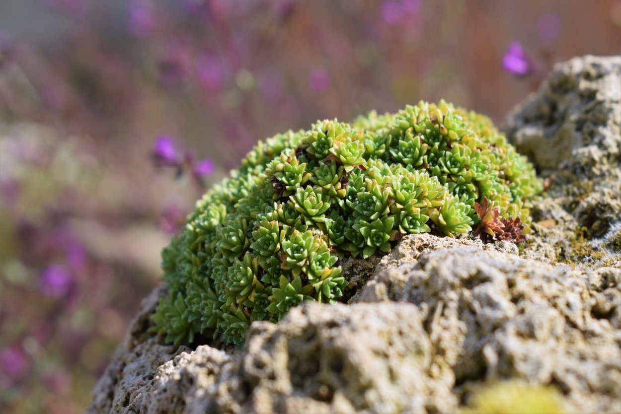 Камнеломка можжевельниколистная