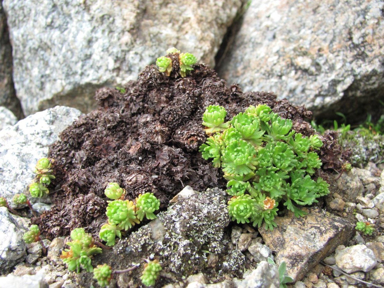 Saxifraga grisebachii